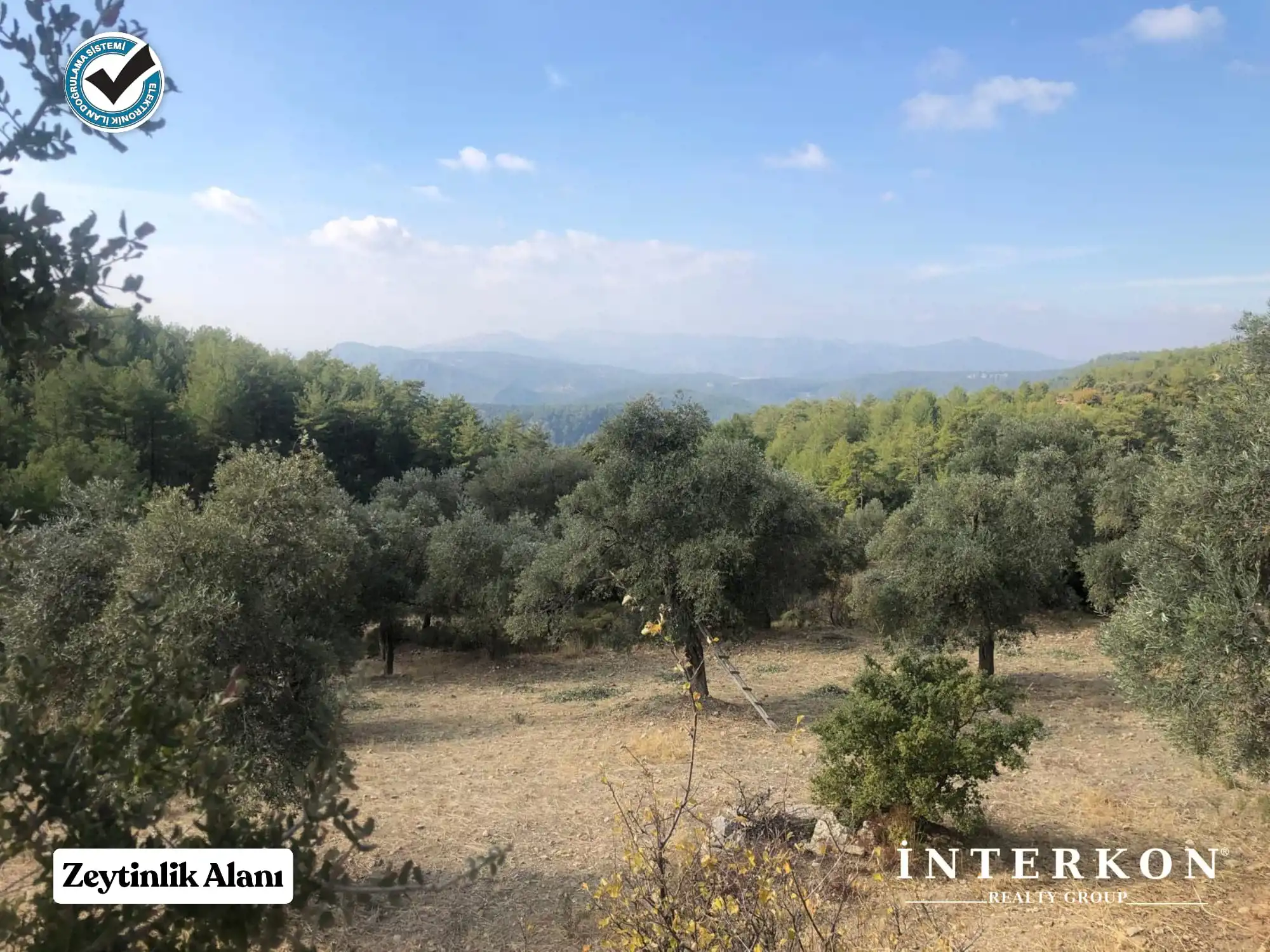  MUĞLA MENTEŞE DAĞPINAR MAHALLESİ 1309 M2 SATILIK ZEYTİNLİK!